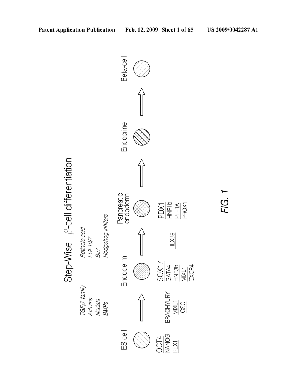 PDX1 EXPRESSING ENDODERM - diagram, schematic, and image 02