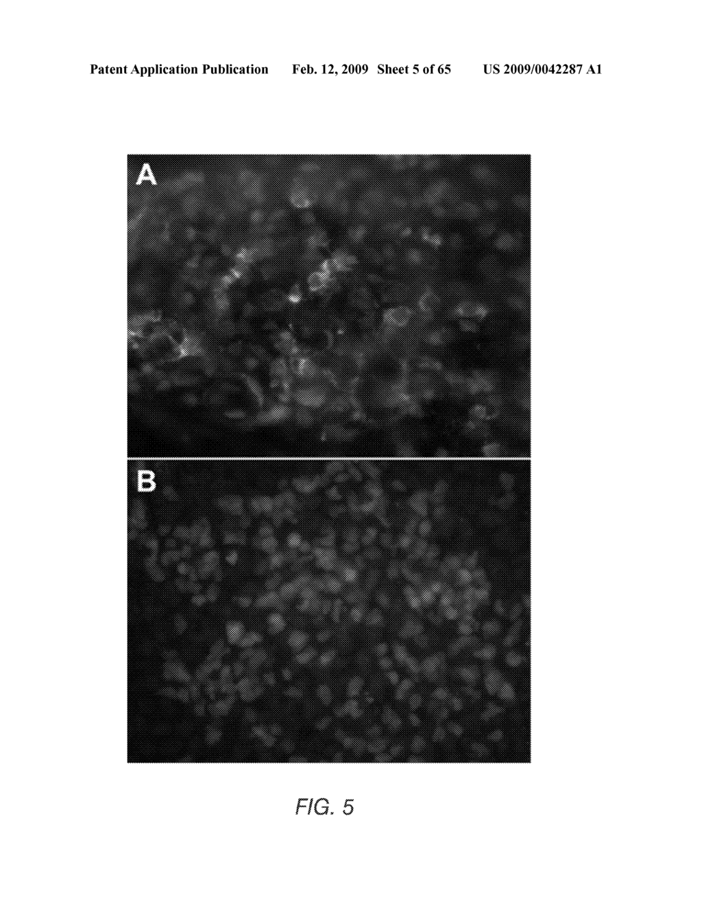 PDX1 EXPRESSING ENDODERM - diagram, schematic, and image 06