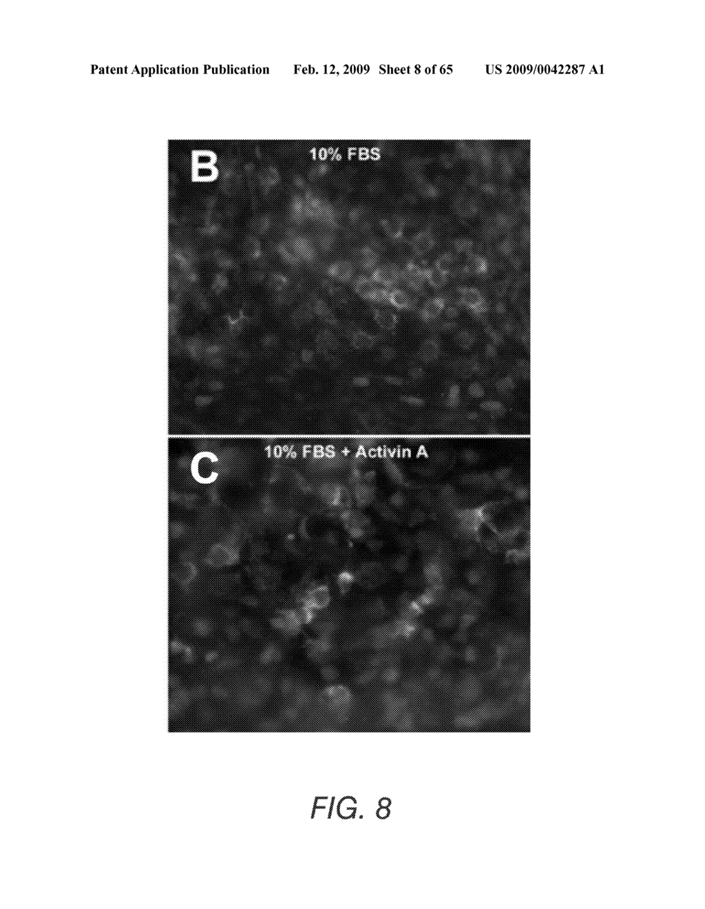 PDX1 EXPRESSING ENDODERM - diagram, schematic, and image 09