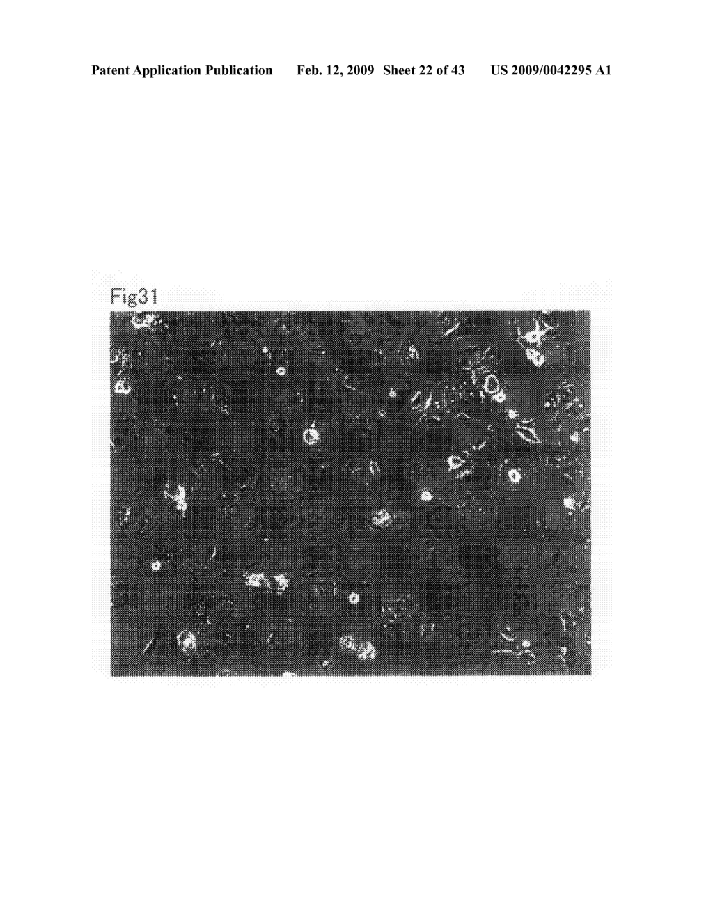 Cell culture substrate and its production method - diagram, schematic, and image 23