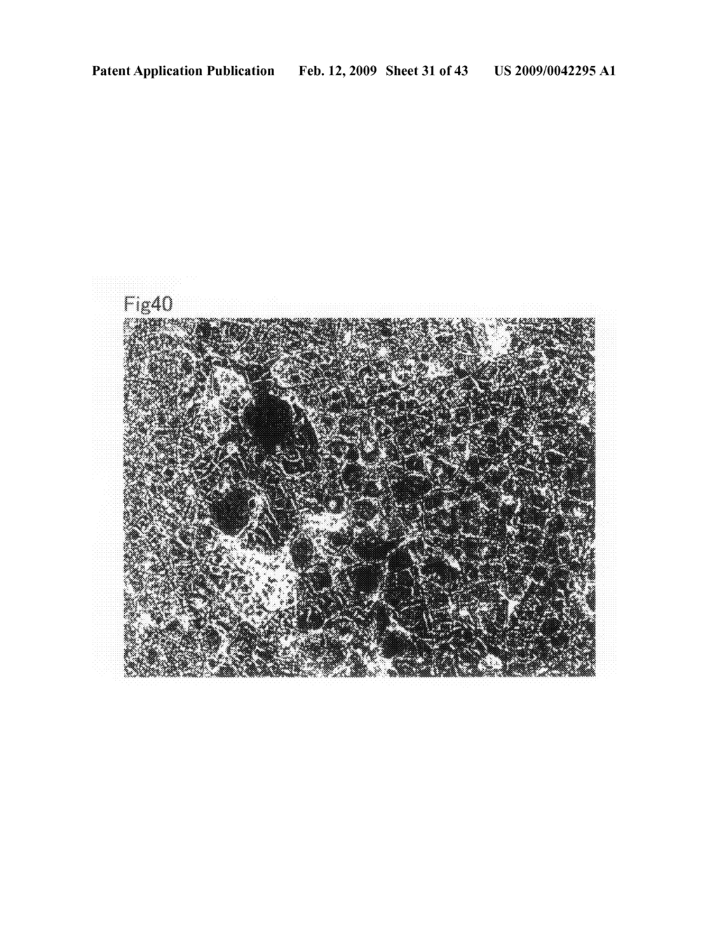 Cell culture substrate and its production method - diagram, schematic, and image 32