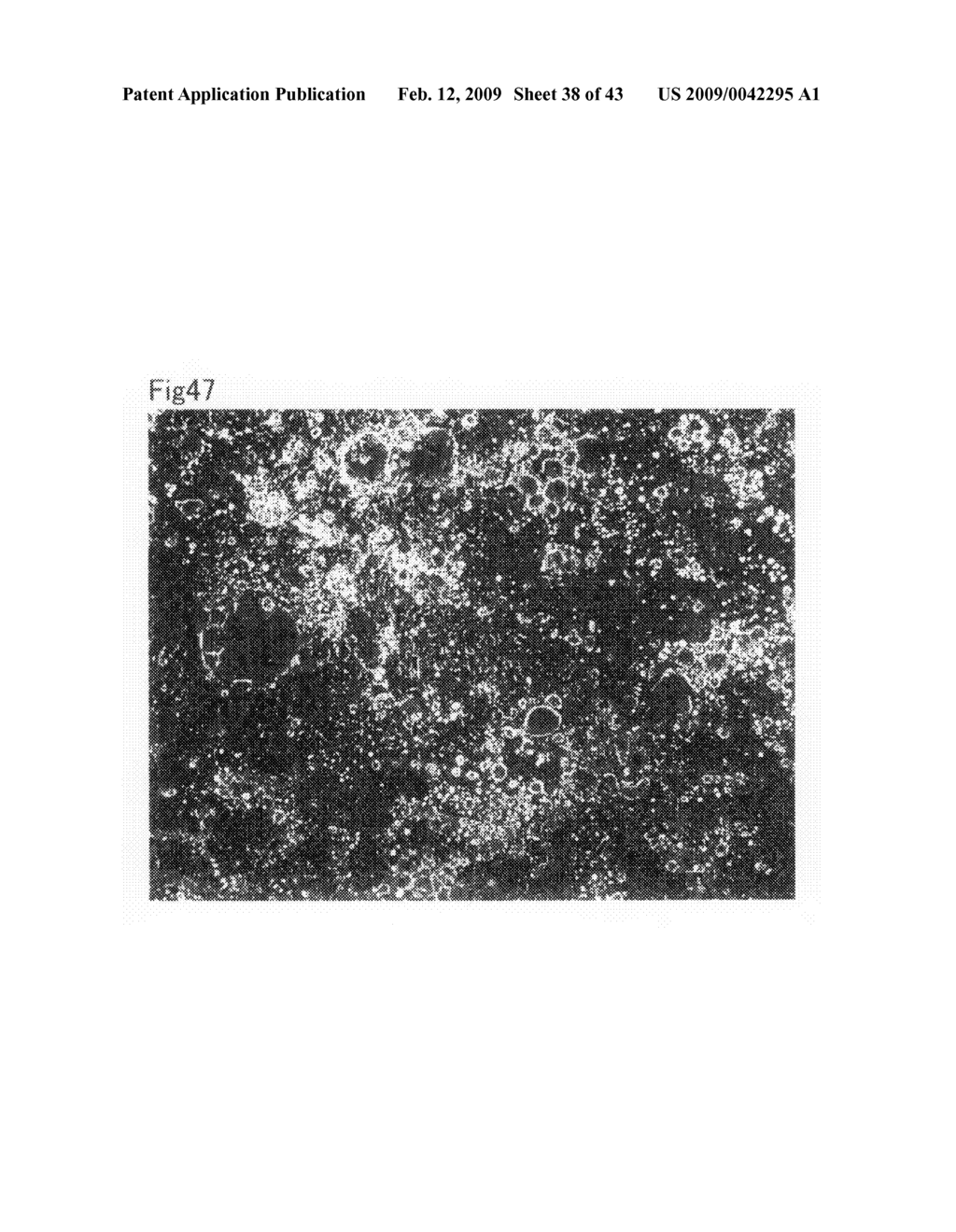 Cell culture substrate and its production method - diagram, schematic, and image 39