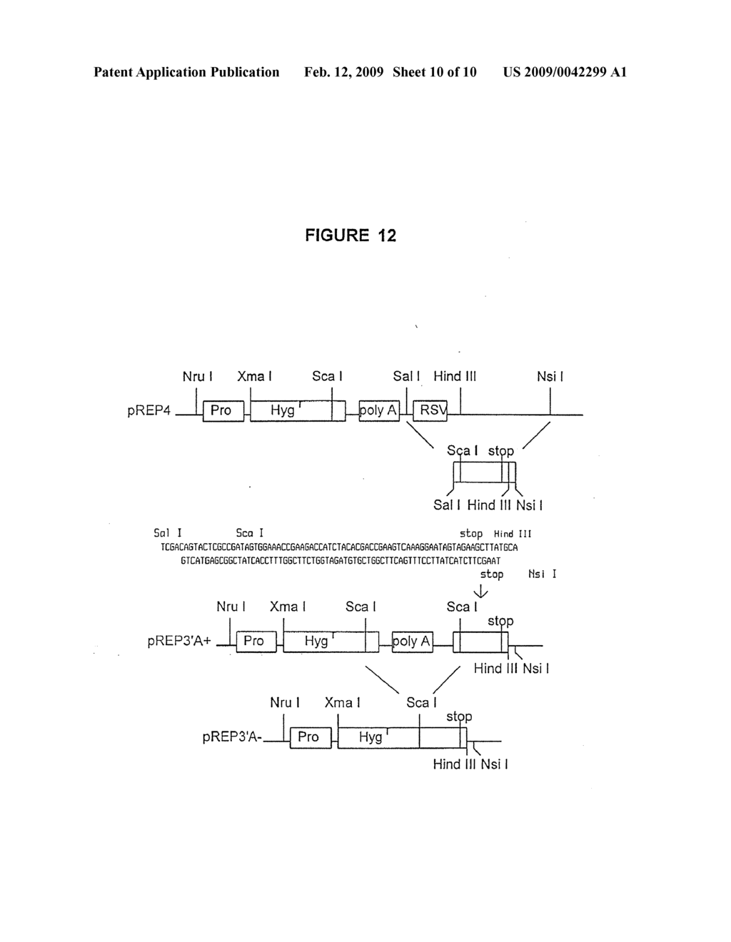 Vectors and methods for tissue specific synthesis of proteins in eggs of transgenic hens - diagram, schematic, and image 11