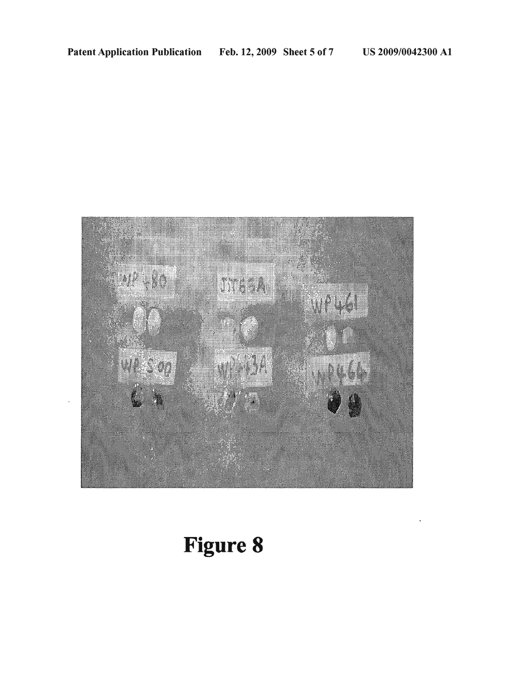 METHOD FOR ENHANCING GENE EXPRESSION IN PLANTS - diagram, schematic, and image 06