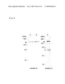 NOVEL ONCOGENE, RECOMBINANT PROTEIN DERIVED THEREFROM, AND USES THEREOF diagram and image