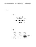 NOVEL ONCOGENE, RECOMBINANT PROTEIN DERIVED THEREFROM, AND USES THEREOF diagram and image