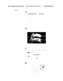 NOVEL ONCOGENE, RECOMBINANT PROTEIN DERIVED THEREFROM, AND USES THEREOF diagram and image