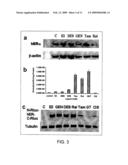 Estrogen receptor intramolecular folding systems, estrogen receptor intramolecular folding sensors, methods of use thereof, methods of detecting ER ligands, and methods of detecting ER agonists and antagonists diagram and image