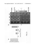 Estrogen receptor intramolecular folding systems, estrogen receptor intramolecular folding sensors, methods of use thereof, methods of detecting ER ligands, and methods of detecting ER agonists and antagonists diagram and image