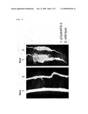 Method For Improving Productivity of Plant By Chloroplast Technology diagram and image