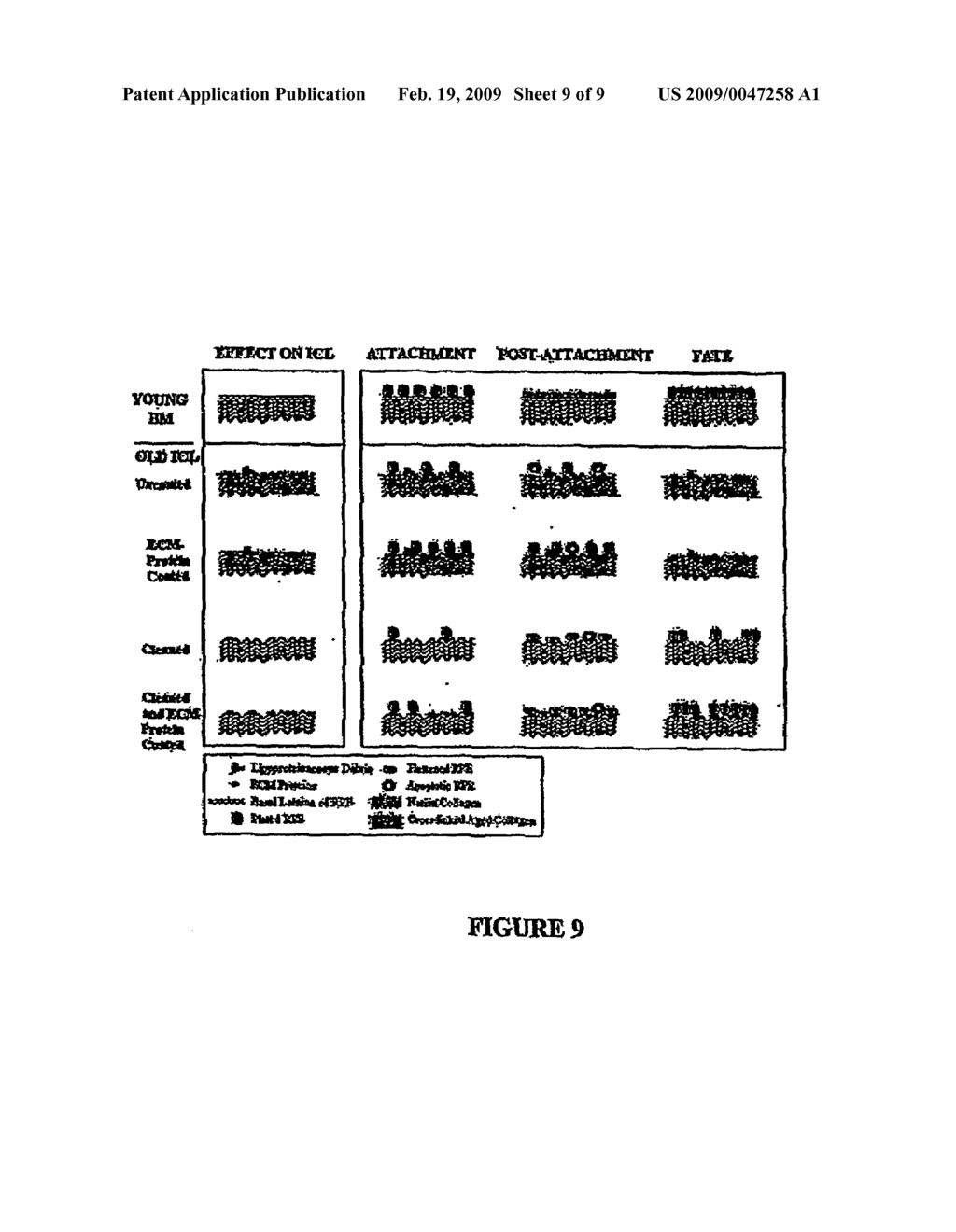 COMPOSITIONS AND METHODS FOR REVERSING AGE-RELATED CHANGES IN EXTRACELLULAR MATRIX PROTEINS - diagram, schematic, and image 10