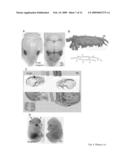 Nell-1 enhanced bone mineralization diagram and image