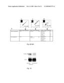 Nell-1 enhanced bone mineralization diagram and image