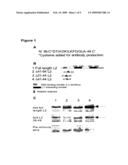 Antibody inhibiting infection of papillomavirus diagram and image