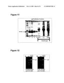 Antibody inhibiting infection of papillomavirus diagram and image