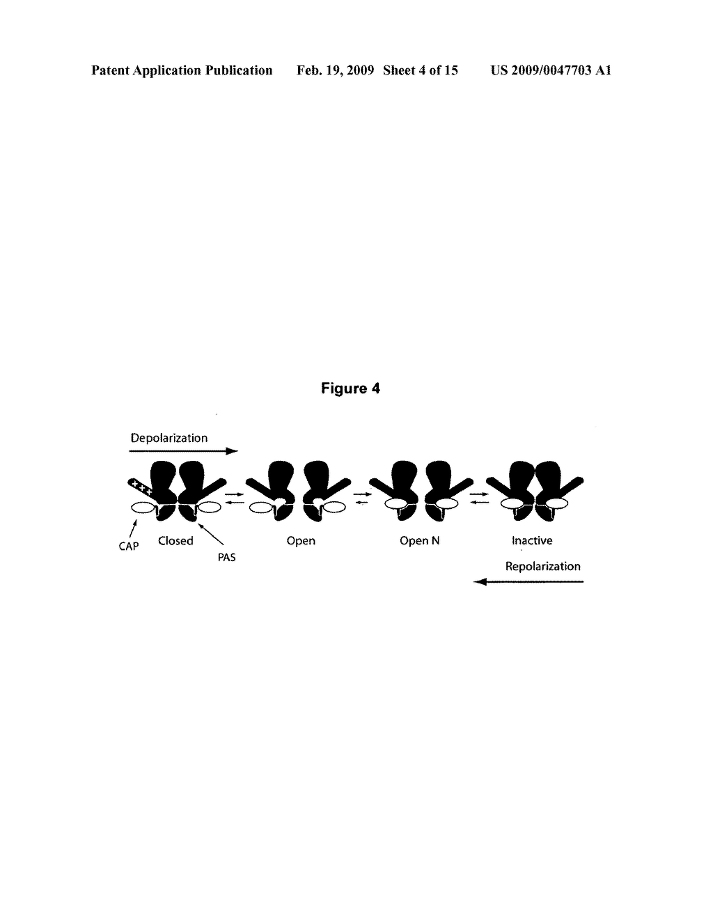 ERG-1 Peptides and Polynucleotides and Their Use in the Treatment and Diagnosis of Disease - diagram, schematic, and image 05