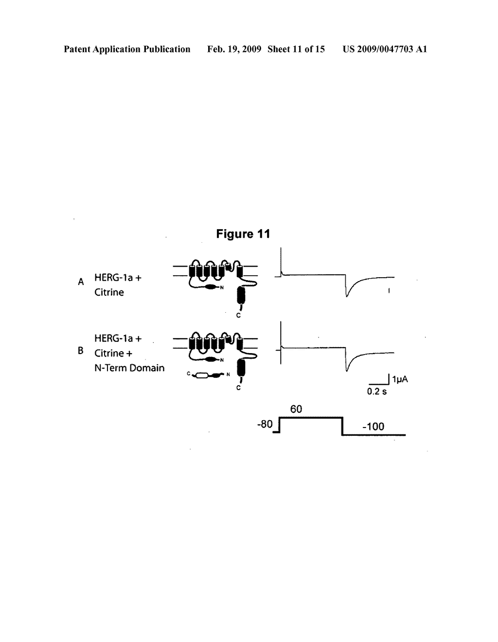 ERG-1 Peptides and Polynucleotides and Their Use in the Treatment and Diagnosis of Disease - diagram, schematic, and image 12