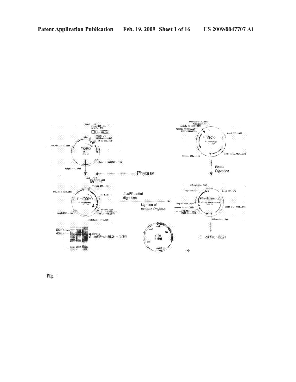 Bacterial recombinant phytase - diagram, schematic, and image 02