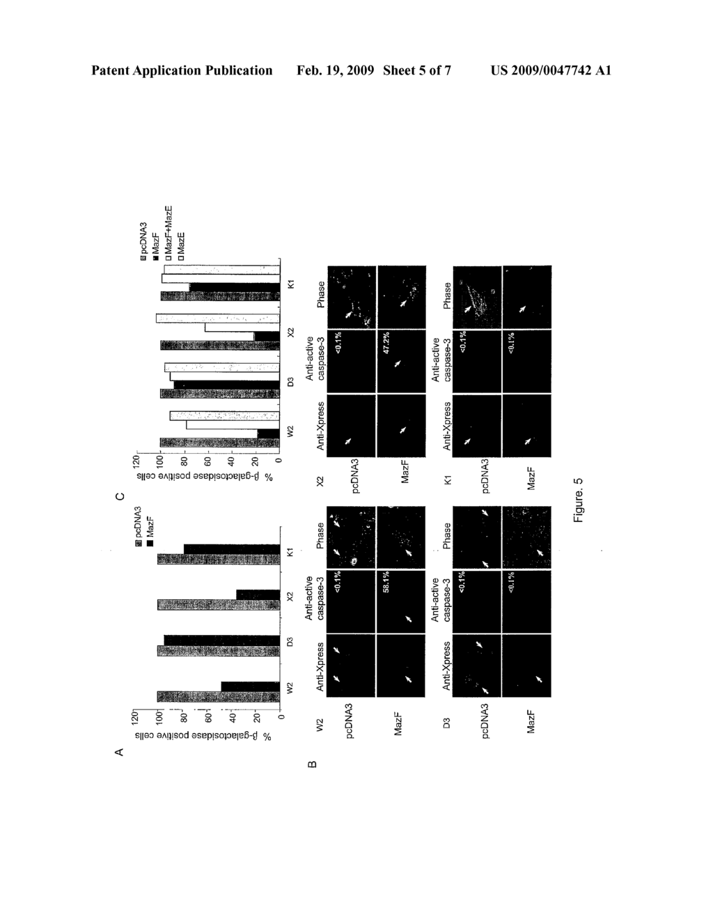 Inhibition of mRNA Interferase-Induced Apoptosis in BAK-Deficient and BAK- and Bax-Deficient Mammalian Cells - diagram, schematic, and image 06