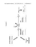 COMPOSITIONS AND METHODS OF SPHINGOSINE KINASE INHIBITORS FOR USE THEREOF IN CANCER THERAPY diagram and image