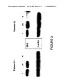 COMPOSITIONS AND METHODS OF SPHINGOSINE KINASE INHIBITORS FOR USE THEREOF IN CANCER THERAPY diagram and image