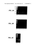 HYBRIDIZATION AND MISMATCH DISCRIMINATION USING OLIGONUCLEOTIDES CONJUGATED TO MINOR GROOVE BINDERS diagram and image