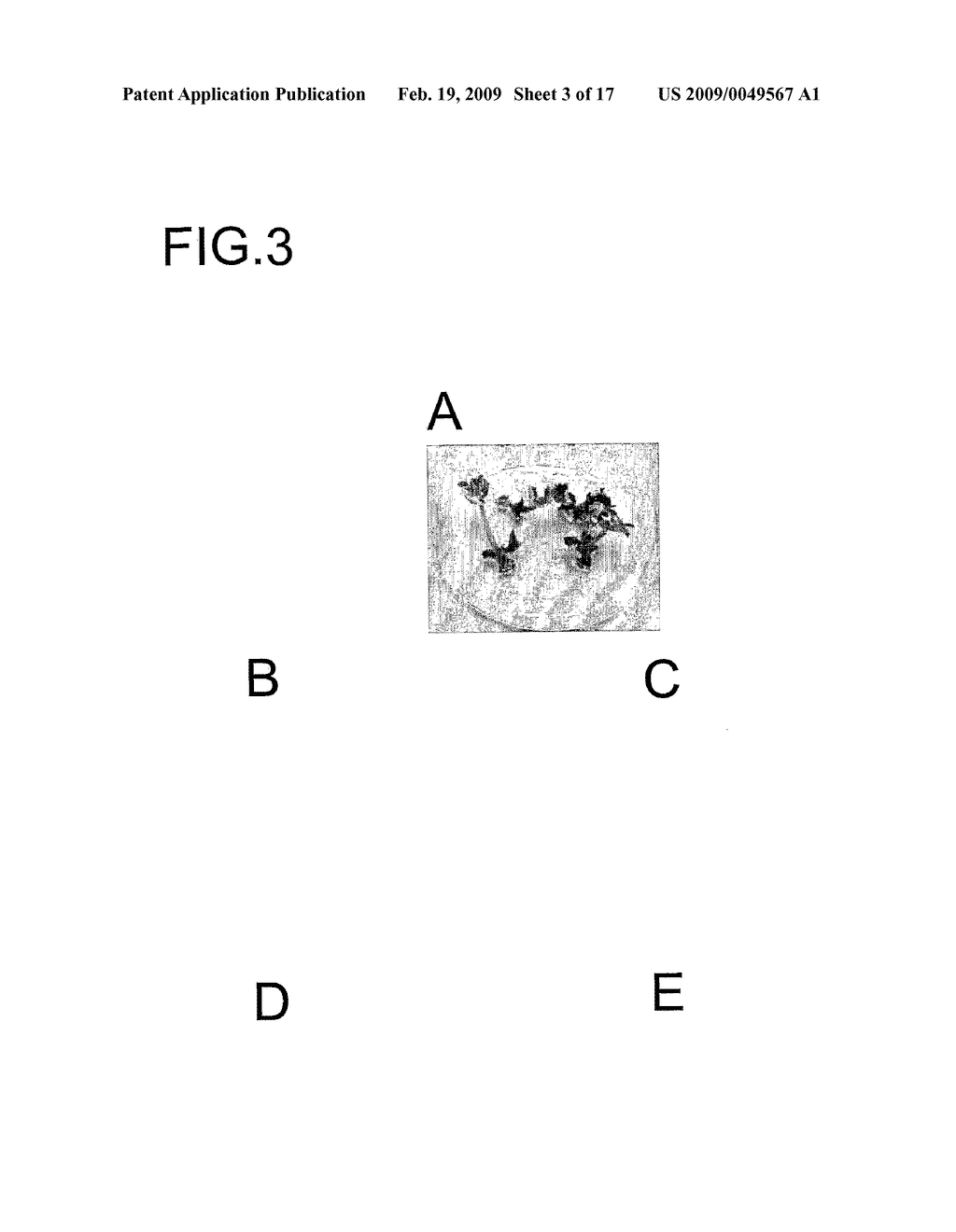 Transformation of soybean - diagram, schematic, and image 04