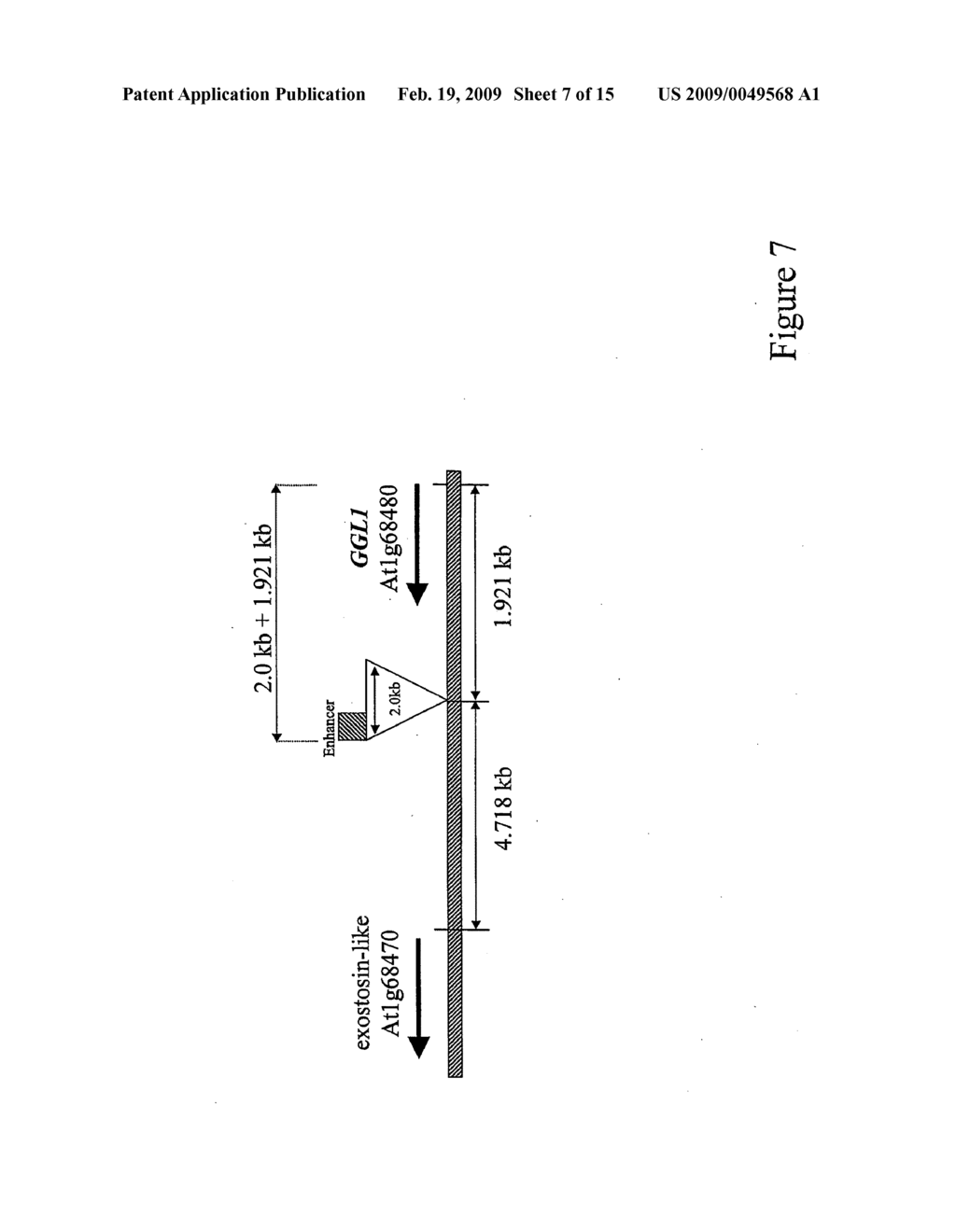 METHOD FOR PREVENTING DEHISCENCE AND ALTERING PLANT LIGNIFICATION - diagram, schematic, and image 08