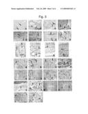 Peptide fragment of LYVE-1 and antibody against the same diagram and image