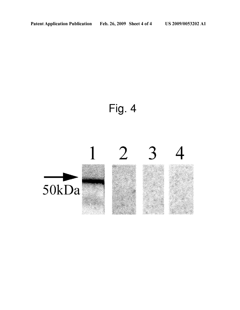 Peptide fragment of LYVE-1 and antibody against the same - diagram, schematic, and image 05