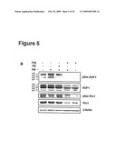 Blockade of Pin1 Prevents Cytokine Production by Activated Immune Cells diagram and image