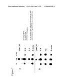 Blockade of Pin1 Prevents Cytokine Production by Activated Immune Cells diagram and image