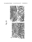 Blockade of Pin1 Prevents Cytokine Production by Activated Immune Cells diagram and image