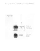 Compositions and methods for transepithelial molecular transport diagram and image