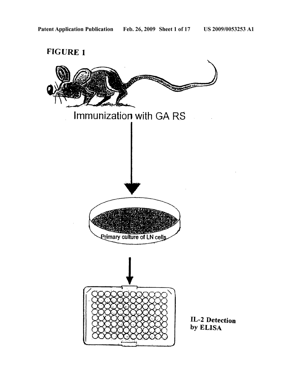 Process for the measurement of the potency of glatiramer acetate - diagram, schematic, and image 02