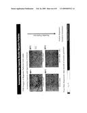 MULTIFUNCTIONAL POLYMER COATED MAGNETIC NANOCOMPOSITE MATERIALS diagram and image