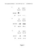 NOVEL OLIGONUCLEOTIDE COMPOSITIONS AND PROBE SEQUENCES USEFUL FOR DETECTION AND ANALYSIS OF microRNAs AND THEIR TARGET mRNAs diagram and image