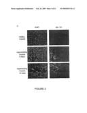 NOVEL OLIGONUCLEOTIDE COMPOSITIONS AND PROBE SEQUENCES USEFUL FOR DETECTION AND ANALYSIS OF microRNAs AND THEIR TARGET mRNAs diagram and image