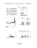 NOVEL OLIGONUCLEOTIDE COMPOSITIONS AND PROBE SEQUENCES USEFUL FOR DETECTION AND ANALYSIS OF microRNAs AND THEIR TARGET mRNAs diagram and image