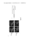 NOVEL OLIGONUCLEOTIDE COMPOSITIONS AND PROBE SEQUENCES USEFUL FOR DETECTION AND ANALYSIS OF microRNAs AND THEIR TARGET mRNAs diagram and image