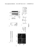 NOVEL OLIGONUCLEOTIDE COMPOSITIONS AND PROBE SEQUENCES USEFUL FOR DETECTION AND ANALYSIS OF microRNAs AND THEIR TARGET mRNAs diagram and image