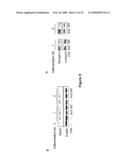 NOVEL OLIGONUCLEOTIDE COMPOSITIONS AND PROBE SEQUENCES USEFUL FOR DETECTION AND ANALYSIS OF microRNAs AND THEIR TARGET mRNAs diagram and image