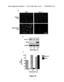 NOVEL OLIGONUCLEOTIDE COMPOSITIONS AND PROBE SEQUENCES USEFUL FOR DETECTION AND ANALYSIS OF microRNAs AND THEIR TARGET mRNAs diagram and image