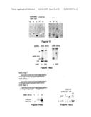 NOVEL OLIGONUCLEOTIDE COMPOSITIONS AND PROBE SEQUENCES USEFUL FOR DETECTION AND ANALYSIS OF microRNAs AND THEIR TARGET mRNAs diagram and image