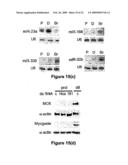 NOVEL OLIGONUCLEOTIDE COMPOSITIONS AND PROBE SEQUENCES USEFUL FOR DETECTION AND ANALYSIS OF microRNAs AND THEIR TARGET mRNAs diagram and image