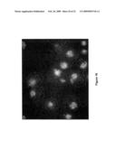 NOVEL OLIGONUCLEOTIDE COMPOSITIONS AND PROBE SEQUENCES USEFUL FOR DETECTION AND ANALYSIS OF microRNAs AND THEIR TARGET mRNAs diagram and image