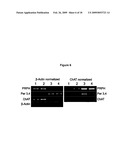 Peripherin and Neurofilament Light Protein Splice Variants in Amyotrophic Lateral Sclerosis (ALS) diagram and image