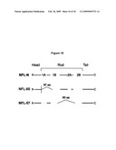 Peripherin and Neurofilament Light Protein Splice Variants in Amyotrophic Lateral Sclerosis (ALS) diagram and image