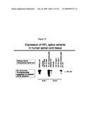 Peripherin and Neurofilament Light Protein Splice Variants in Amyotrophic Lateral Sclerosis (ALS) diagram and image