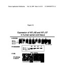 Peripherin and Neurofilament Light Protein Splice Variants in Amyotrophic Lateral Sclerosis (ALS) diagram and image